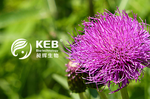 博樂虎網站設計制作公司優秀合作案例_網站設計_國內網站制作優秀案例_合作公司：昶輝生物